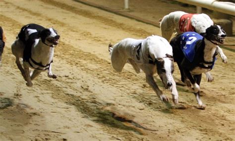 Free Daily Greyhound Racing Tips from Timeform.
